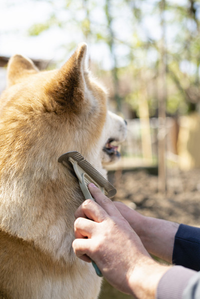 近距离拍下黄色秋田犬的皮毛