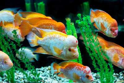 水下世界。明亮的异国情调的热带珊瑚鱼在红海的人工环境水族馆