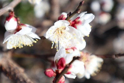 梅花