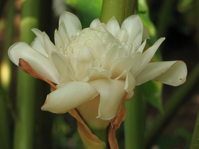 花或火炬姜。