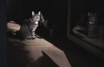 阳光下的猫