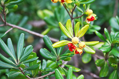 Pittosporum tobira