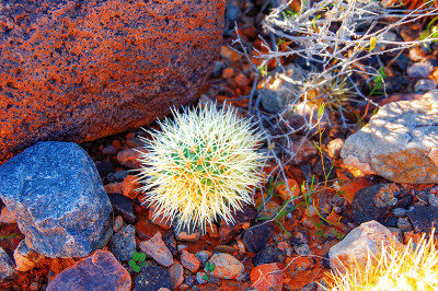 Cylindropuntia fulgida特写