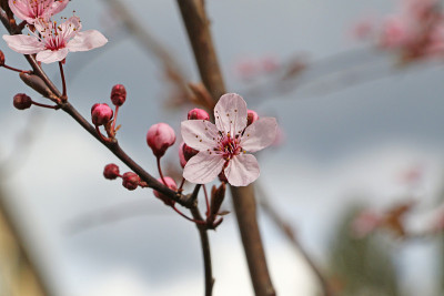 开花