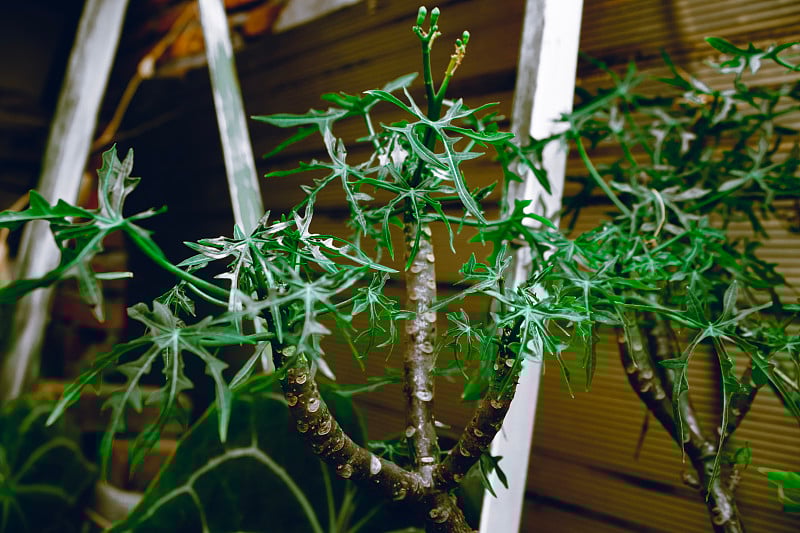 木瓜树