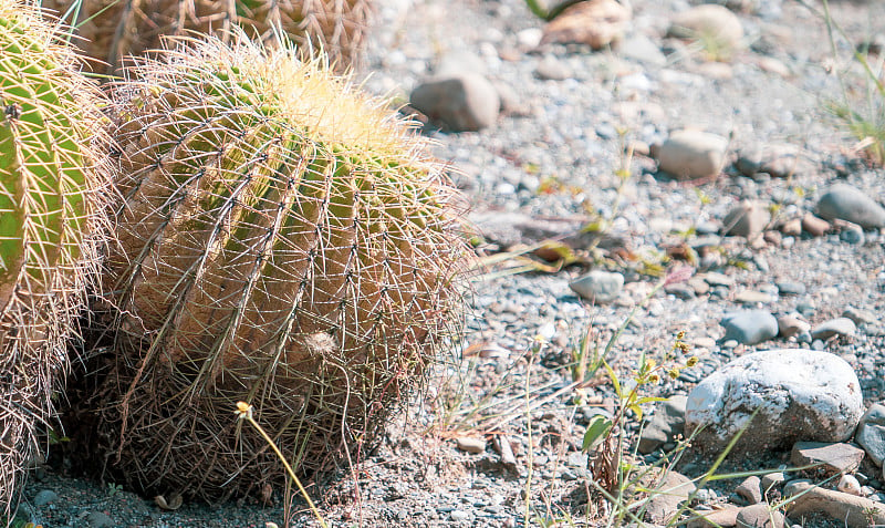 金桶仙人掌(棘球仙人掌grusonii)在一个干旱的花园背景，近距离