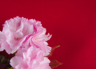 日本的双樱花(耶哉zakura)
