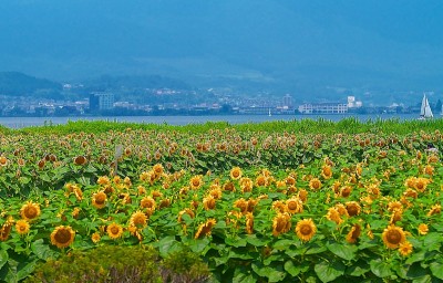 日本landscape748向日葵