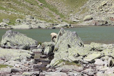 羊臀，高山湖，奥地利阿尔卑斯山