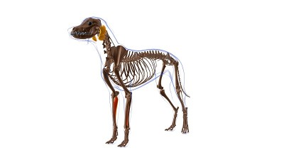 指深屈肌A肌狗肌解剖医学概念3D