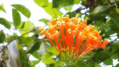 火仙花又称火烈树、橘色喇叭藤、金雨藤、木马尾