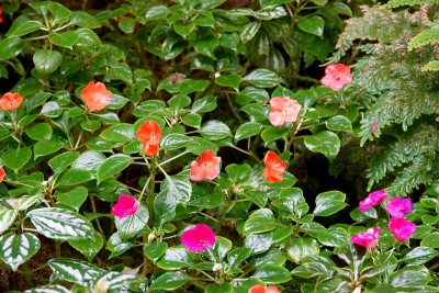 雨后花开在地上