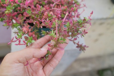 美丽的红绿色草