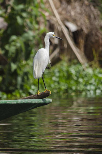 白鹭在Xochimilco的渠道