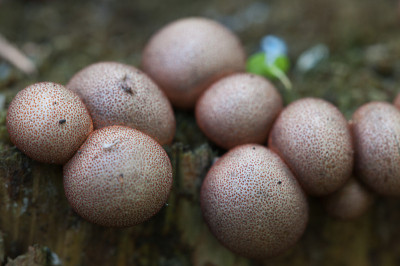 Lycogala epidendrum