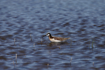 威尔逊氏Phalarope (female) (phalaropus tricolor)
