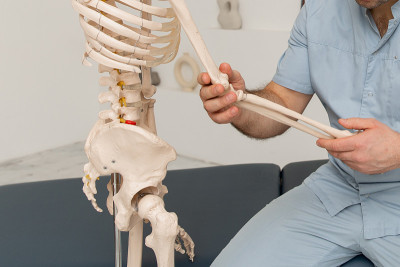 医生指着手臂上的人体骨骼解剖模型。理疗师讲解关节模型。脊骨治疗师或整骨师指的是人体骨骼。骨骼解剖特写
