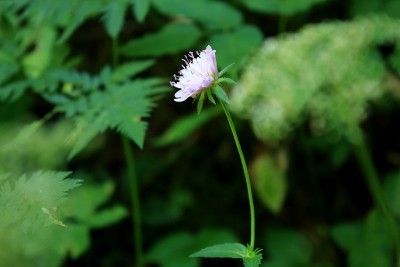 野生花卉