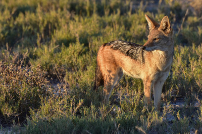 Jackal - Etosha，纳米比亚