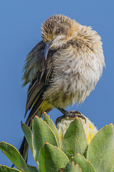 Sugarbird角;在桌山观鸟