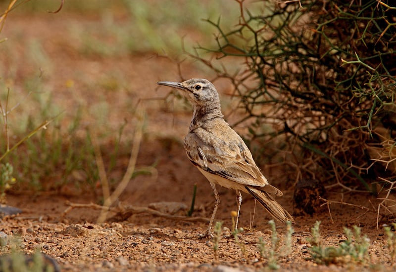 大Hoopoe-lark