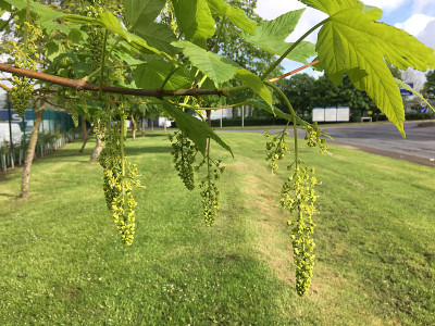 2018年5月，小梧桐树开花