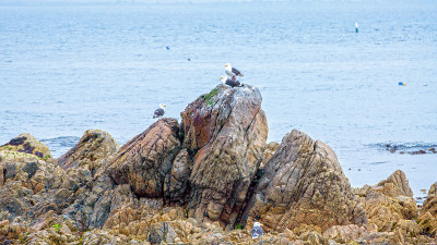 达尔基悬崖和岩石海岸