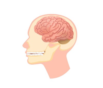 人体头部解剖结构插图。颅骨切片与大脑和下颌下肌肉牙科。