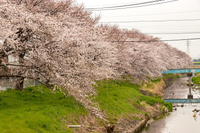 日本埼玉县霞部市仙根堀河上的樱花