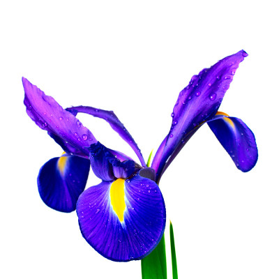 花虹膜