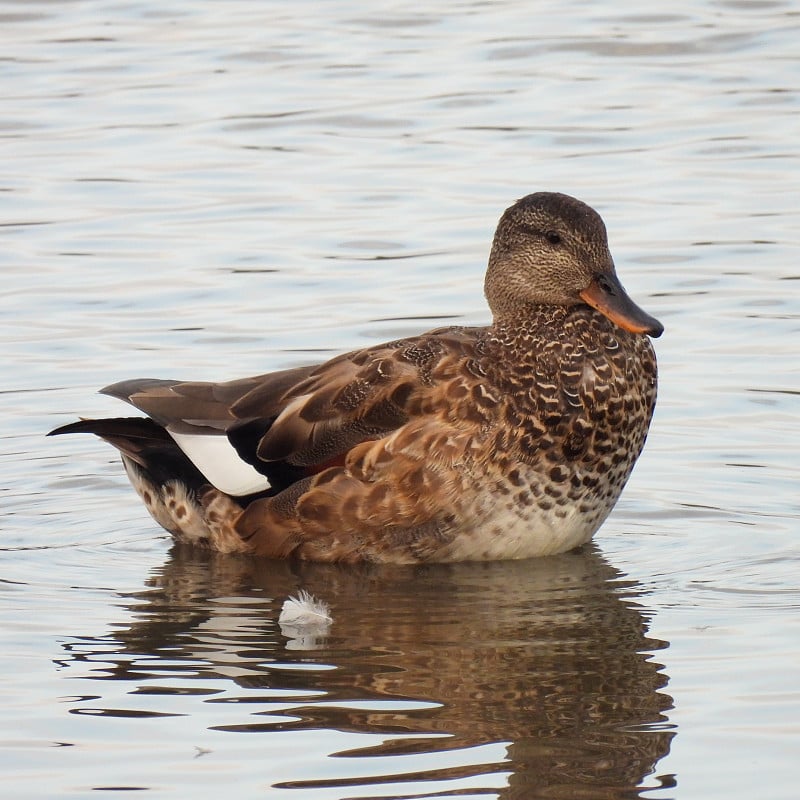 Gadwall