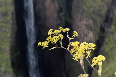 大茴香的花，阿魏
