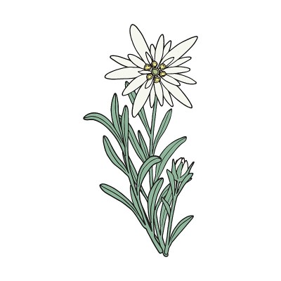 雪绒花花。山工厂。手绘矢量插图素描风格。