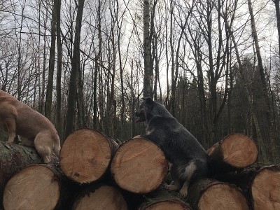 澳洲牧牛犬