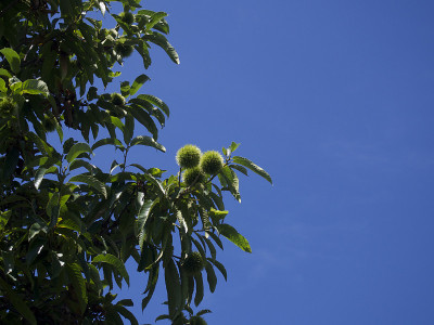 日本Chestnut_KURI