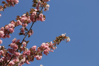 樱花重开