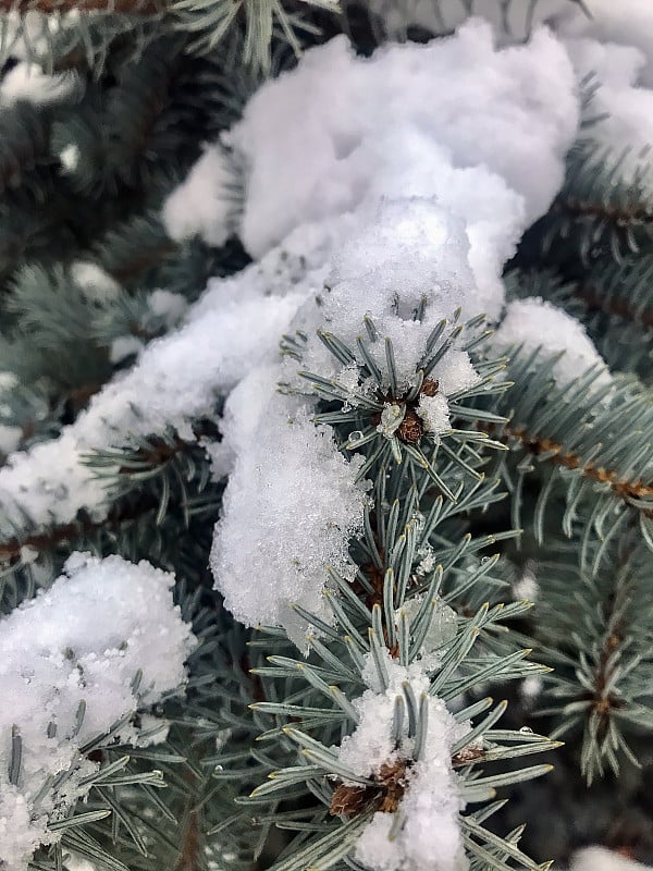 冷杉树在雪中