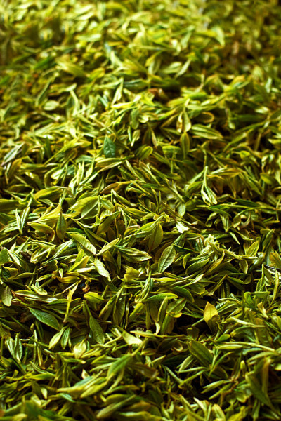 新鲜的绿茶