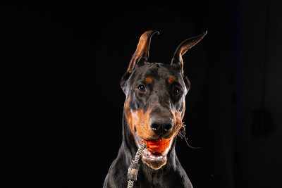 黑色背景上有一个玩具球的杜宾犬