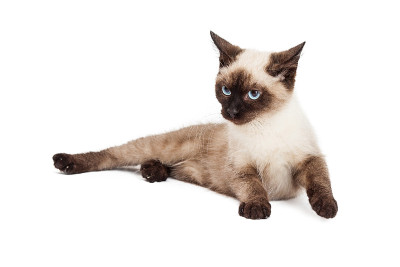 暹罗小猫侧身躺着