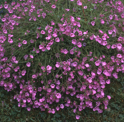 Diascia