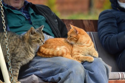 家猫会依偎着人类，趴在人类的膝盖上睡觉