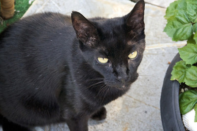 哈瓦那棕猫在外面抬头看