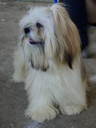 西藏长毛犬