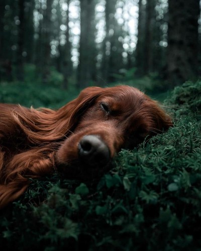 PET DOG