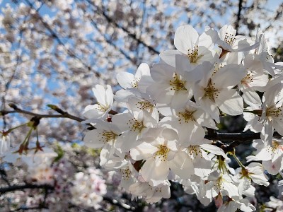 樱花