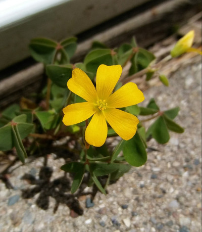 密西根州花