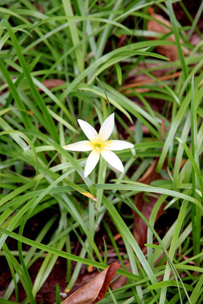 花园里有白色的花。