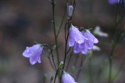 森林里的淡紫色小花，带着雨滴和花瓣的铃铛