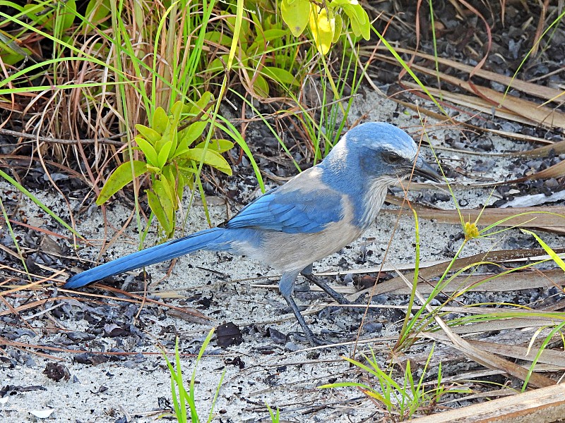 濒临绝种的佛罗里达蓝斑鳞鸦(Aphelocoma bluulescens)站在沙滩上